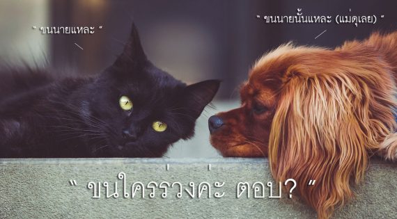 วิธีจัดการ ขนสัตว์เลี้ยง แสนรัก